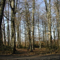 Foret 22