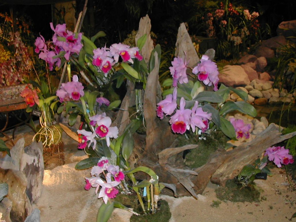 Florissimo Dijon Mars 2005 075
