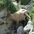 Haute-Savoie 06-2011 111