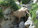 Haute-Savoie 06-2011 111