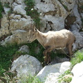 Haute-Savoie 06-2011 114