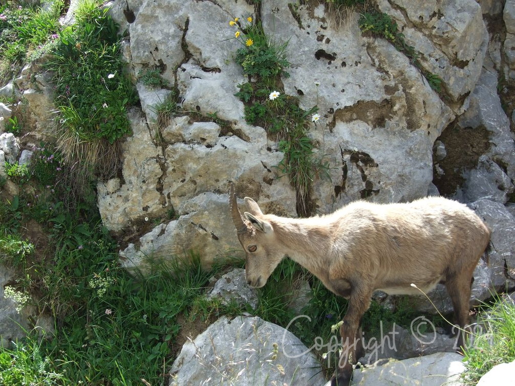 Haute-Savoie 06-2011 115