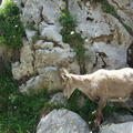 Haute-Savoie 06-2011 115
