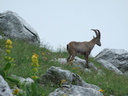 Haute-Savoie 06-2011 72