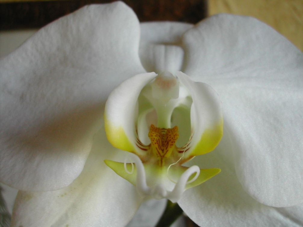 Phalaenopsis.JPG