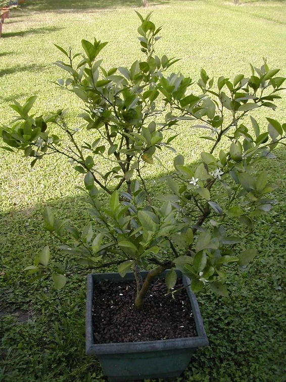 citrus aurantifolia