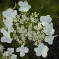 floraison mai 2008 32