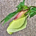hibiscus manihot