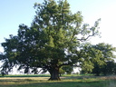 Chêne pédonculé de St Hilaire Fontaine
