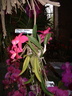 Exposition orchidees Vaucelles