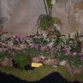 Vaucelles-Orchideria di Morosolo 1