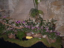 Vaucelles-Orchideria di Morosolo 1