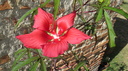 hibiscus sabdarifa 6