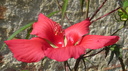 hibiscus sabdarifa 5
