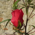 hibiscus sabdarifa 4