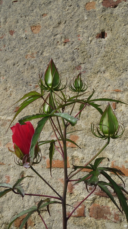 hibiscus sabdarifa 3.JPG