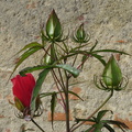 hibiscus sabdarifa 3