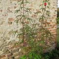hibiscus sabdarifa 2
