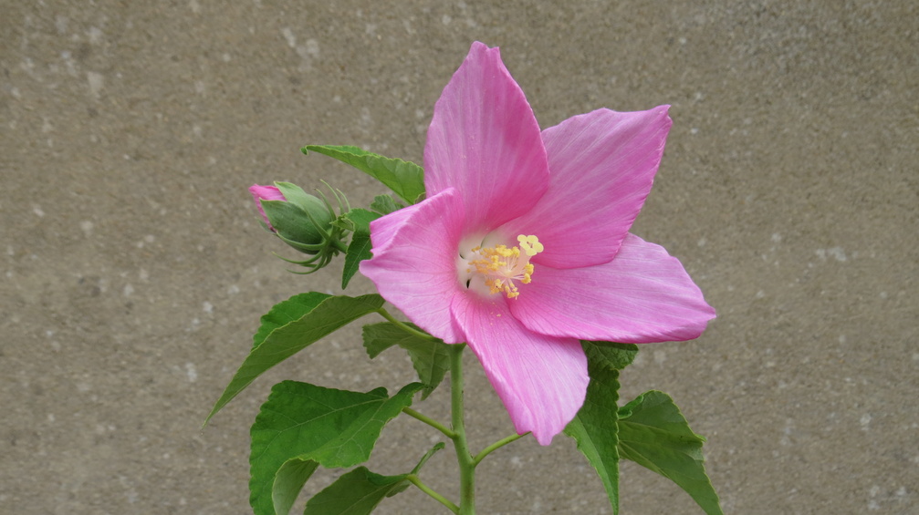 hibiscus moscheutos 1.JPG