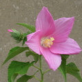 hibiscus moscheutos 1