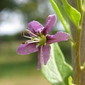 fleur de lyciet - goji